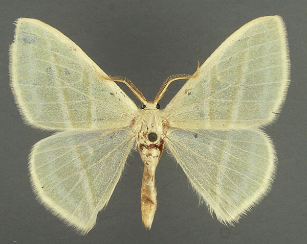 /filer/webapps/moths/media/images/P/prouti_Heterorachis_AM_TMSA.jpg