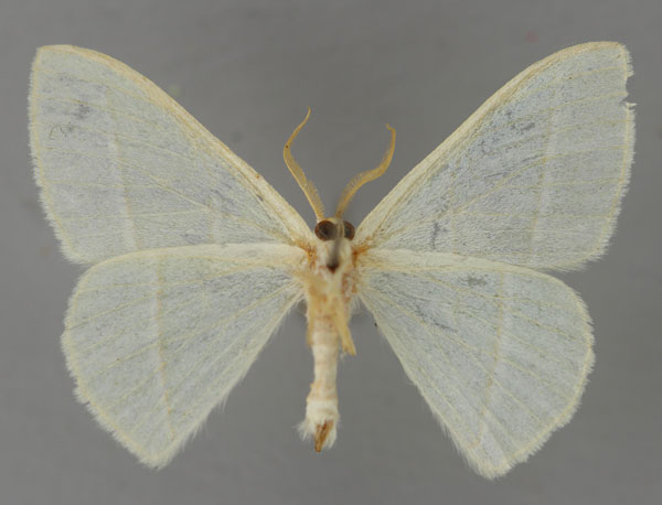 /filer/webapps/moths/media/images/P/prouti_Heterorachis_A_ZSM_02.jpg
