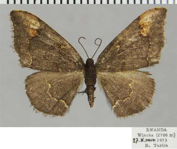 /filer/webapps/moths/media/images/P/prouti_Neostega_AF_ZSMa.jpg