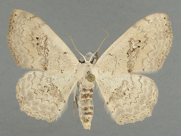 /filer/webapps/moths/media/images/P/prouti_Somatina_AF_TMSA.jpg