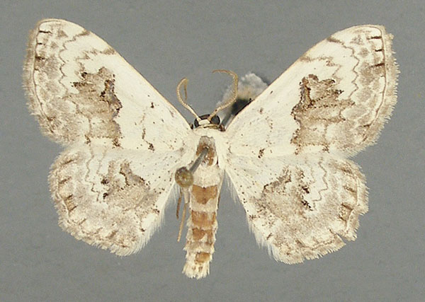 /filer/webapps/moths/media/images/P/prouti_Somatina_AM_TMSA.jpg