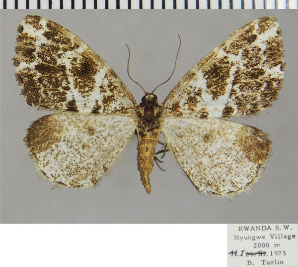/filer/webapps/moths/media/images/P/prouti_Xylopteryx_AF_ZSM.jpg