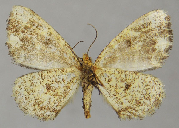 /filer/webapps/moths/media/images/P/prouti_Xylopteryx_AM_ZSMb.jpg