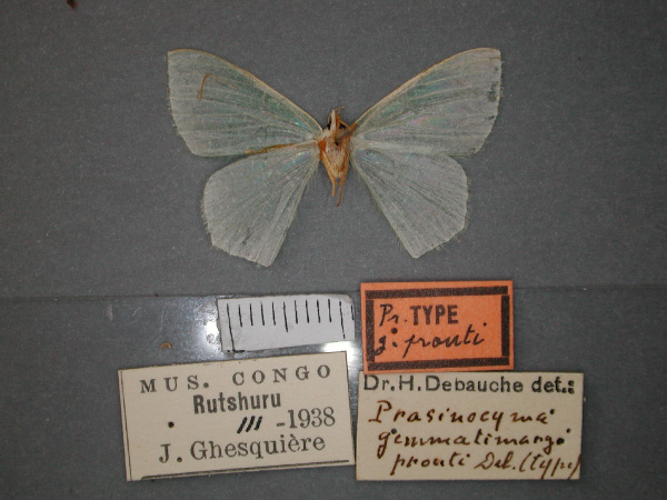 /filer/webapps/moths/media/images/P/prouti_gemmatimargo_Prasinocyma_HT_RMCA_02.jpg