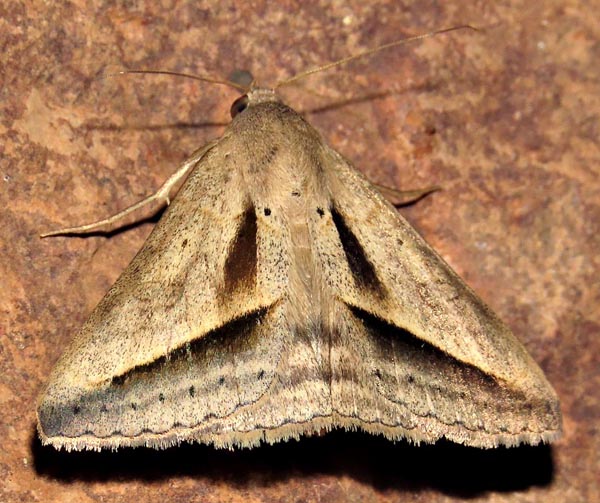 /filer/webapps/moths/media/images/P/proverai_Mocis_A_Braun_10.jpg