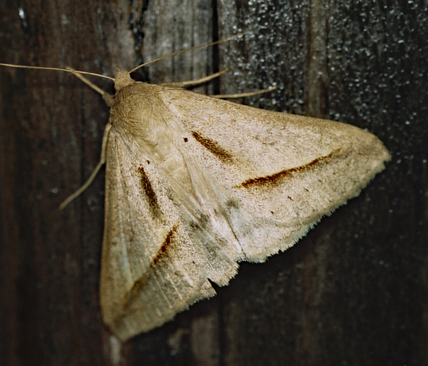 /filer/webapps/moths/media/images/P/proverai_Mocis_A_Roland_01.jpg