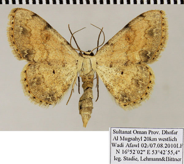 /filer/webapps/moths/media/images/P/proverai_Scopula_AF_ZSM.jpg