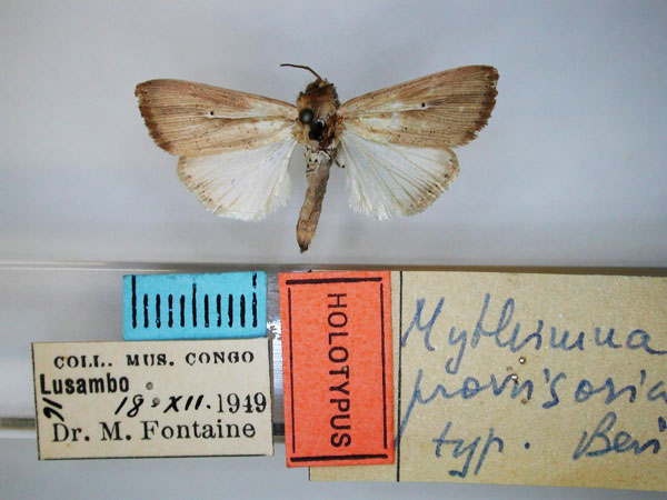 /filer/webapps/moths/media/images/P/provvisoria_Mythimna_HT_RMCA.jpg