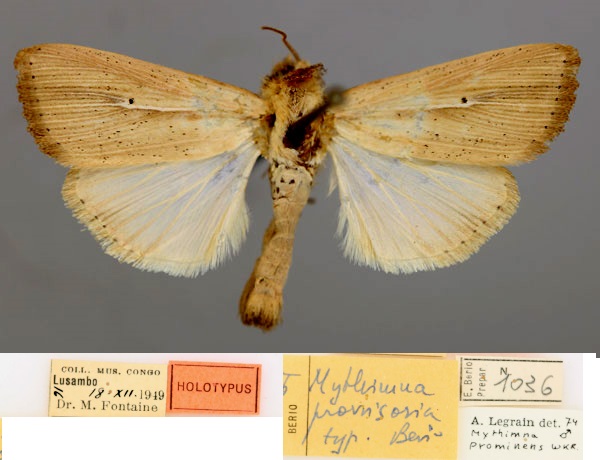 /filer/webapps/moths/media/images/P/provvisoria_Mythimna_HT_RMCA_01.jpg