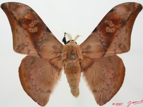 /filer/webapps/moths/media/images/P/prox_Orthogonioptilum_AM_Alberta_01.JPG