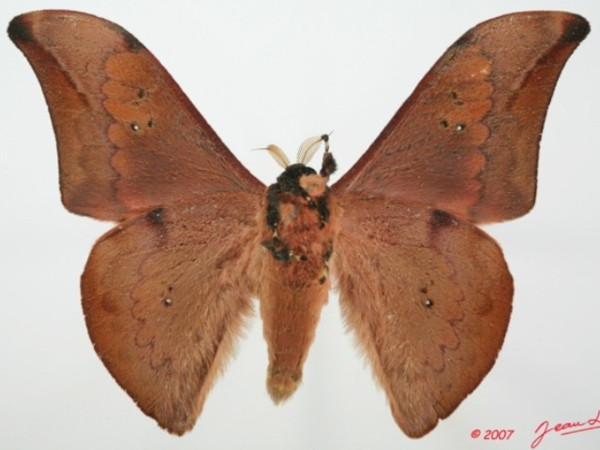 /filer/webapps/moths/media/images/P/prox_Orthogonioptilum_AM_Albertb_01.JPG