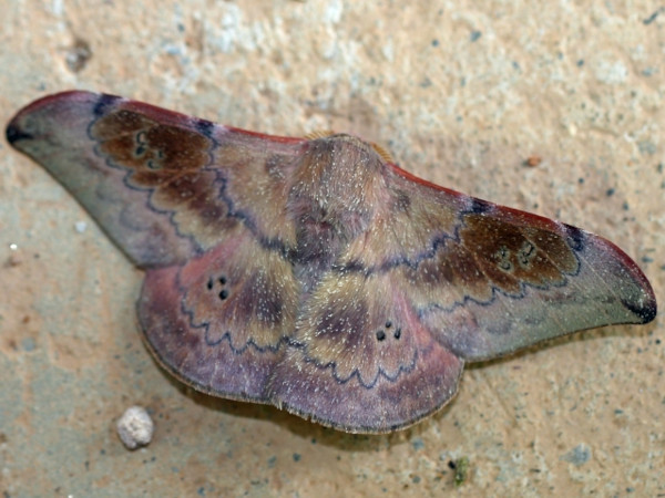 /filer/webapps/moths/media/images/P/prox_Orthogonioptilum_A_Voaden.JPG
