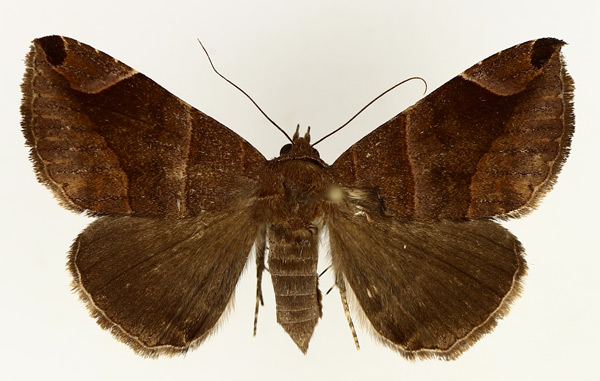 /filer/webapps/moths/media/images/P/proxima_Bastilla_AF_TMSA_01.jpg
