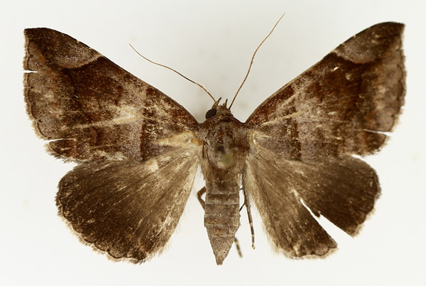 /filer/webapps/moths/media/images/P/proxima_Bastilla_AM_TMSA_01.jpg