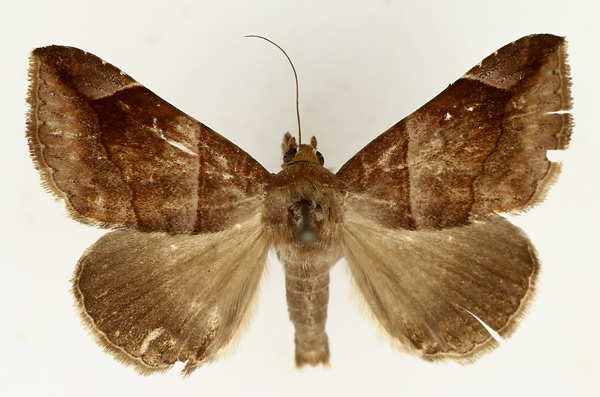 /filer/webapps/moths/media/images/P/proxima_Bastilla_AM_TMSA_02.jpg