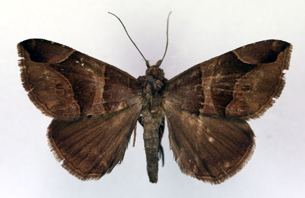 /filer/webapps/moths/media/images/P/proxima_Bastilla_A_RMCA.jpg