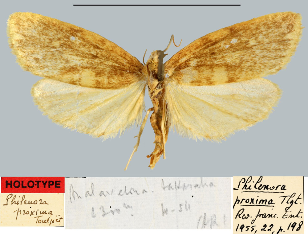 /filer/webapps/moths/media/images/P/proxima_Philenora_HT_MNHN.jpg