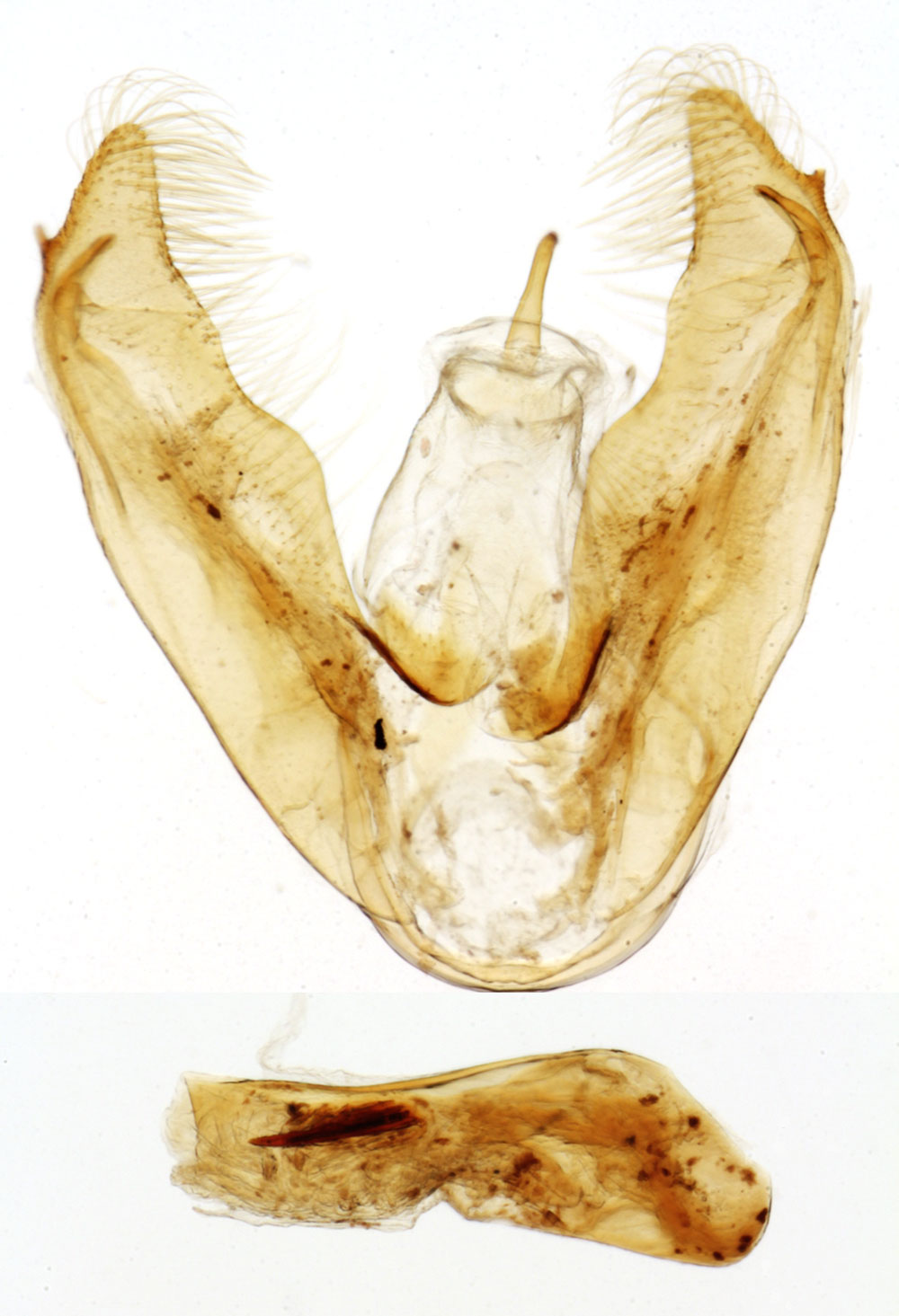 /filer/webapps/moths/media/images/P/proxima_Viettesia_GMHT_MNHN_6517.jpg