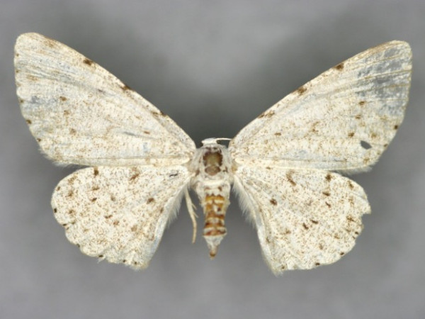 /filer/webapps/moths/media/images/P/proximaria_Colocleora_A_Kurz.jpg