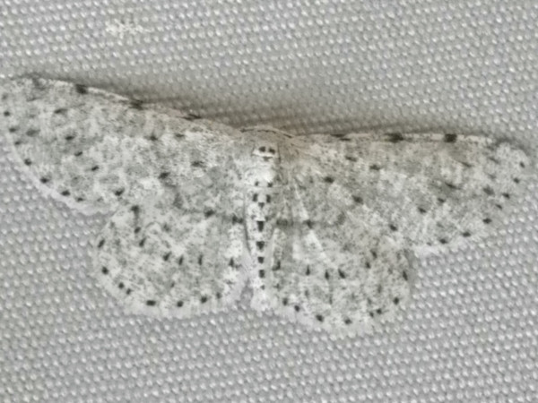 /filer/webapps/moths/media/images/P/proximaria_Colocleora_A_Liebenberg.jpg