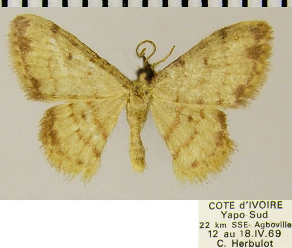/filer/webapps/moths/media/images/P/prucholoma_Idaea_AM_ZSMa.jpg