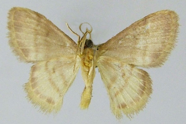 /filer/webapps/moths/media/images/P/prucholoma_Idaea_AM_ZSMb.jpg