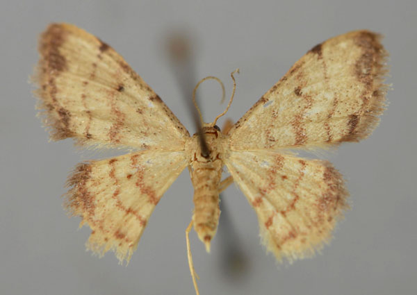 /filer/webapps/moths/media/images/P/prucholoma_Idaea_A_ZSM_01.jpg