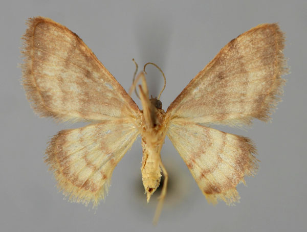 /filer/webapps/moths/media/images/P/prucholoma_Idaea_A_ZSM_02.jpg