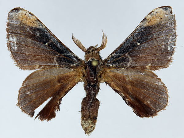 /filer/webapps/moths/media/images/P/pruinosa_Amusaron_AM_Basquin_01.jpg