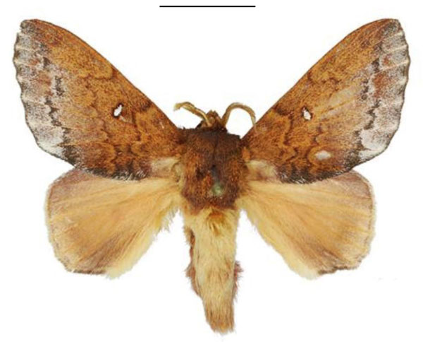 /filer/webapps/moths/media/images/P/pruinosa_Hypotrabala_PTM_ANHRT.jpg