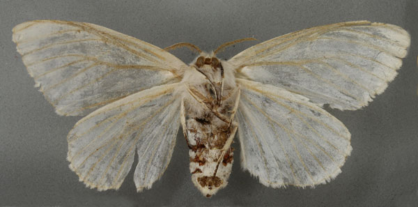 /filer/webapps/moths/media/images/P/pruinosa_Leucoma_HT_NHMUKb.jpg