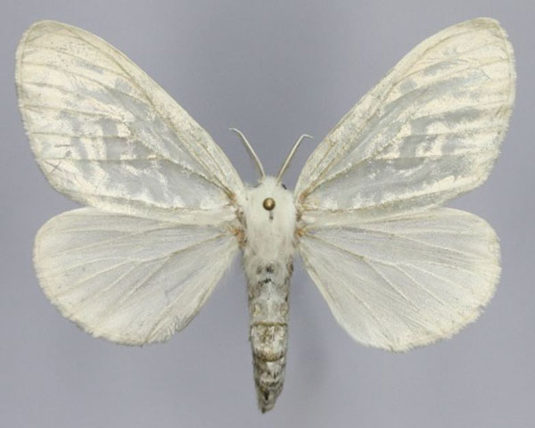 /filer/webapps/moths/media/images/P/pruinosa_Lymantica_AF_Romyalda.jpg
