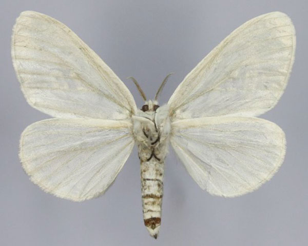 /filer/webapps/moths/media/images/P/pruinosa_Lymantica_AF_Romyaldb.jpg