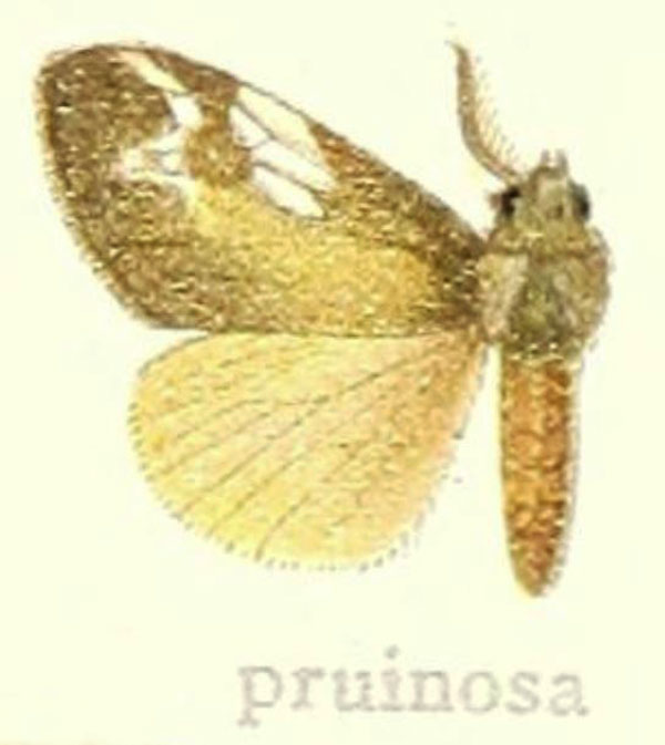 /filer/webapps/moths/media/images/P/pruinosa_Lymantria_HT_Hering_25g.jpg