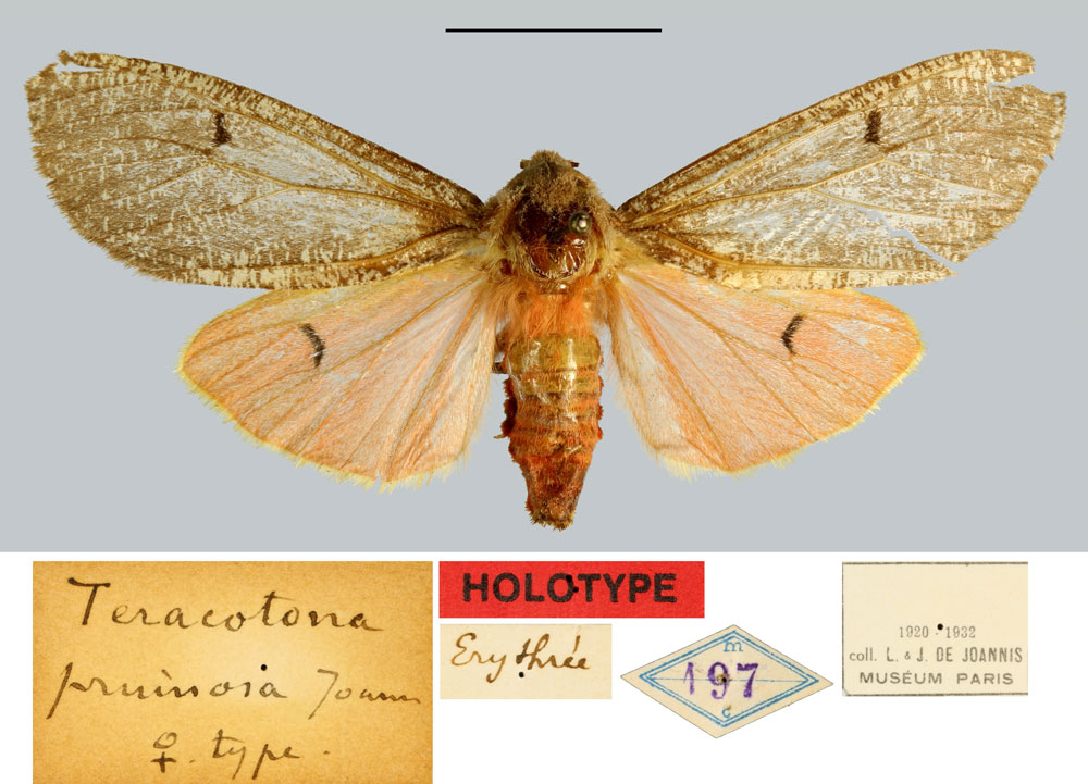 /filer/webapps/moths/media/images/P/pruinosa_Teracotona_HT_MNHN.jpg