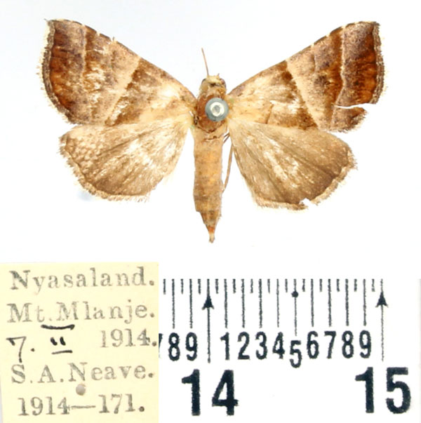 /filer/webapps/moths/media/images/P/prunescens_Radara_AF_BMNH.jpg