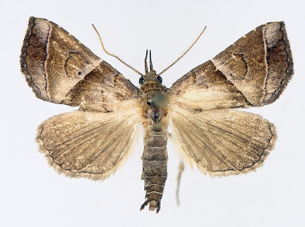 /filer/webapps/moths/media/images/P/prunescens_Radara_AM_TMSA_01.jpg