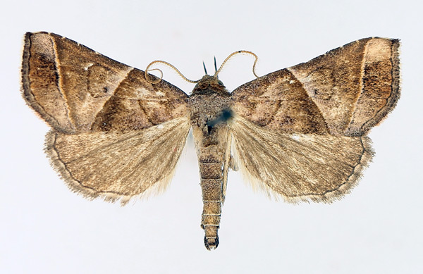 /filer/webapps/moths/media/images/P/prunescens_Radara_AM_TMSA_02.jpg