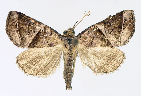 /filer/webapps/moths/media/images/P/prunescens_Radara_AM_TMSA_03.jpg