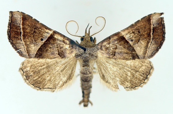/filer/webapps/moths/media/images/P/prunescens_Radara_AM_TMSA_04.jpg
