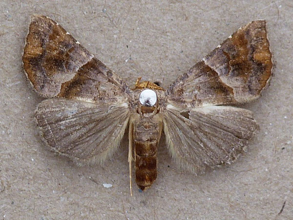 /filer/webapps/moths/media/images/P/prunescens_Radara_A_Butler.jpg