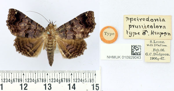 /filer/webapps/moths/media/images/P/prunicolora_Speiredonia_HT_BMNH.jpg