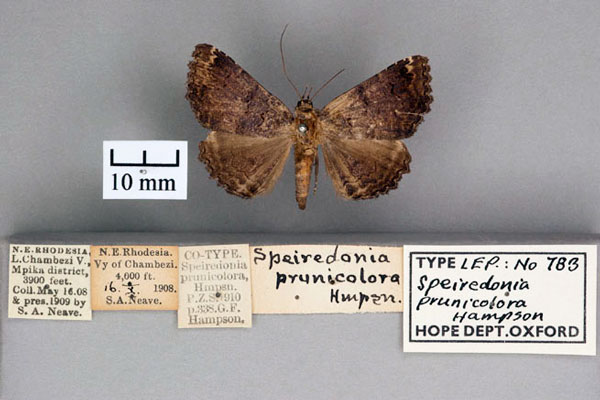 /filer/webapps/moths/media/images/P/prunicolora_Speiredonia_PT_OUMNH_01.jpg