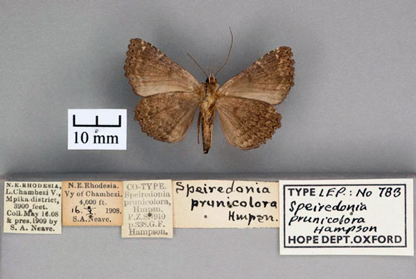 /filer/webapps/moths/media/images/P/prunicolora_Speiredonia_PT_OUMNH_02.jpg