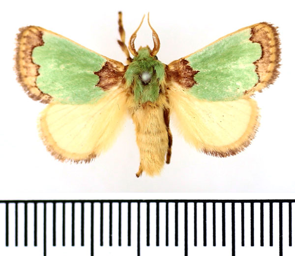 /filer/webapps/moths/media/images/P/prussi_Parasa_AM_BMNH.jpg