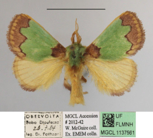 /filer/webapps/moths/media/images/P/prussi_Parasa_A_MGCLa_01.JPG