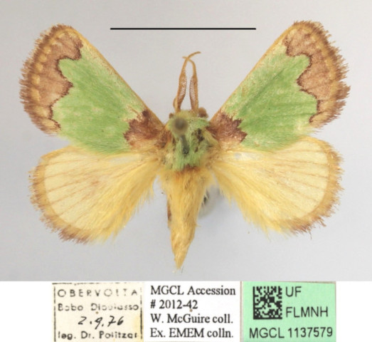 /filer/webapps/moths/media/images/P/prussi_Parasa_A_MGCLa_02.JPG
