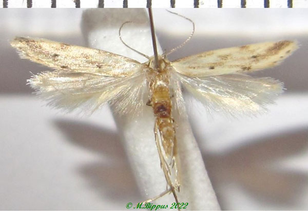 /filer/webapps/moths/media/images/P/psacasta_Sitotroga_A_Bippus.jpg