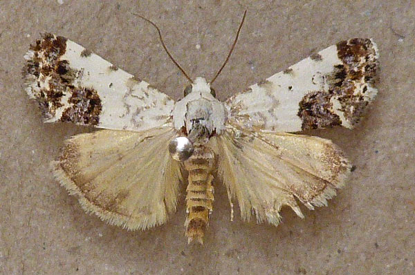 /filer/webapps/moths/media/images/P/psaliphora_Acontia_A_Butler.jpg