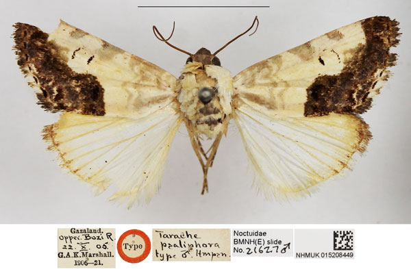 /filer/webapps/moths/media/images/P/psaliphora_Tarache_HT_NHMUK.jpg